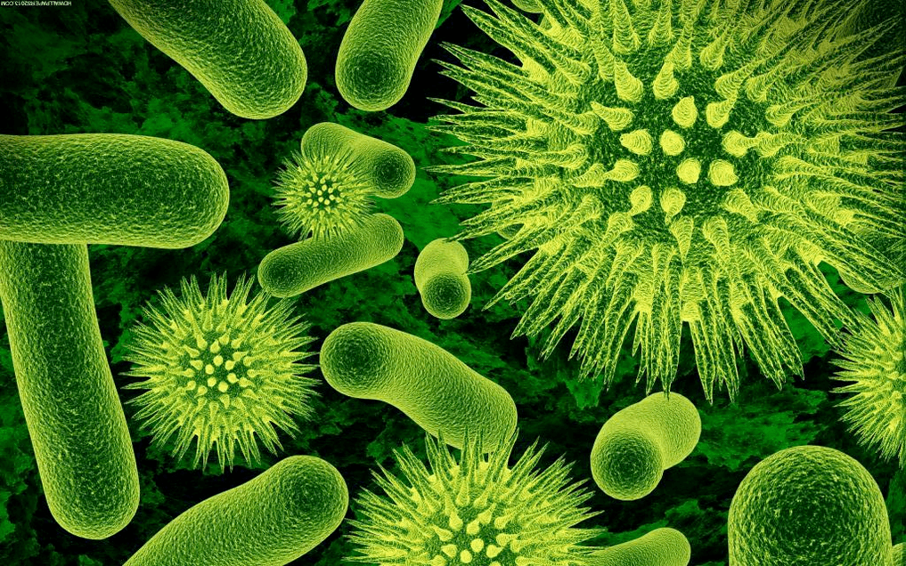 como entran as bacterias no corpo